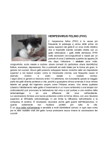 herpesvirus felino (fhv) - Veterinario - Assisi