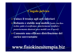 Cingolo pelvico - Fisiokinesiterapia