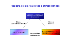 Adattamento Cellulare