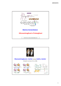 Matrice ExtraCellulare Glicosaminoglicani e Proteoglicani