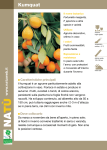 Kumquat o mandarino cinese