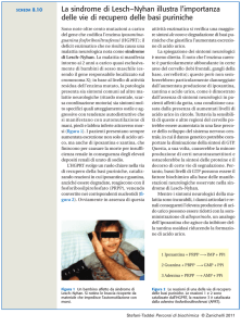 La sindrome di Lesch–Nyhan illustra l`importanza delle vie di