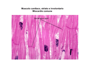 Muscolo cardiaco, striato e involontario Miocardio comune