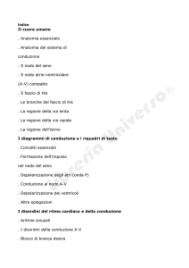 Indice Il cuore umano . Anatomia essenziale