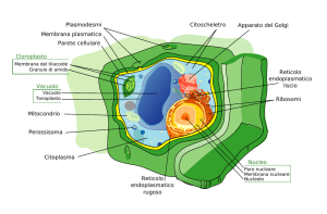 Cloroplasto Perossisoma Reticolo endoplasmatico rugoso