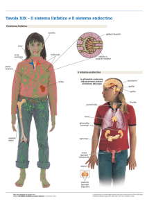 Il sisterma linfatico e il sistema endocrino