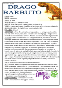 Drago barbuto - ANIMALI FELICI di CHIARA SGARBOSSA