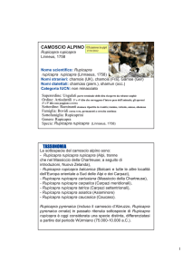 CAMOSCIO ALPINO TASSONOMIA