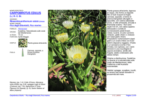 C\Carpobrotus Edulis