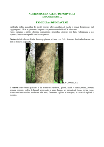 ACERO RICCIO, ACERO DI NORVEGIA Acer platanoides L