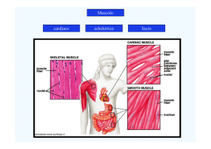 Muscolo cardiaco scheletrico liscio