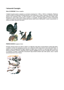 I Tetraonidi del Cansiglio