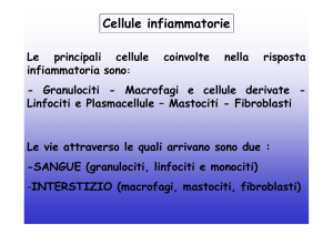 Cellule infiammatorie