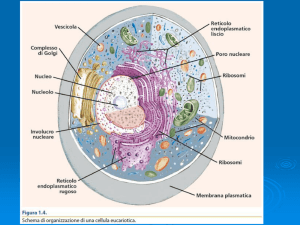 Lezione med. metodi Citologia 2016