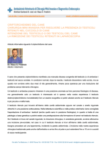 Testicolo ritenuto nel cane maschio.