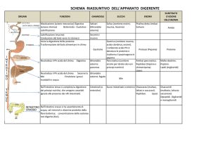 schema riassuntivo dell`apparato digerente