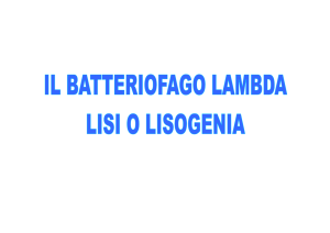 cro e` il repressore della lisogenia