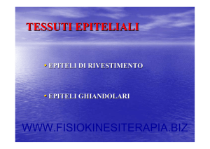 TESSUTI EPITELIALI WWW.FISIOKINESITERAPIA.BIZ