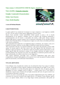 Nome comune: CAMALEONTE COMUNE (Inglese: chameleon