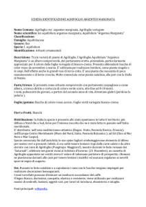 SCHEDA`IDENTIFICAZIONE`AGRIFOGLIO`ARGENTEO`MARGINATA`