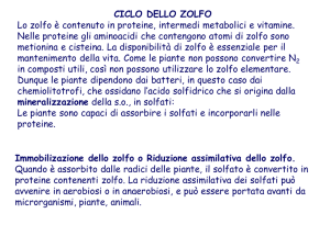 ciclo dello zolfo