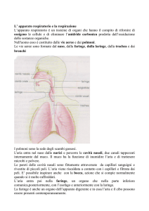 altro materiale su sistema respiratorio