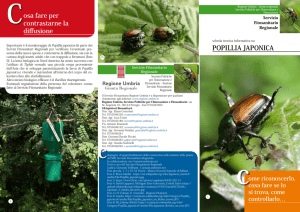 POPILLIA JAPONICA osa fare per contrastarne la