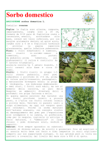 Sorbo domestico - IIS “San Benedetto”
