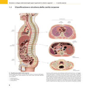 1.4 Classificazione e struttura delle cavità corporee