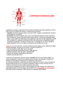l`apparato muscolare