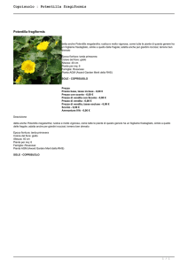 Coprisuolo : Potentilla fragiformis