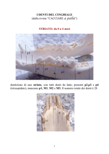 i denti del cinghiale - Provincia di Sondrio