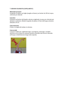 7. SEDANO COLORATO (CAPILLARITA`) Materiali necessari Un
