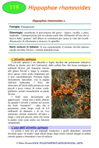 Hippophae rhamnoides - Piante spontanee in cucina