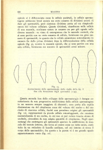 apicale si è differenziata come le cellule parietali, le cellule sperma