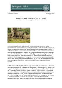 CINGHIALI E PESTE SUINA AFRICANA ALLE
