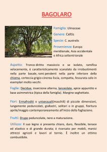 bagolaro - I Prodotti del Mendel
