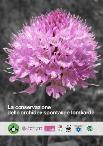 Orchidee - Parco delle Orobie Bergamasche