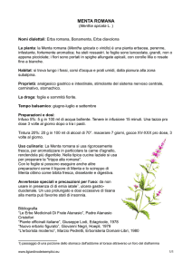 menta romana - Giardino dei Semplici