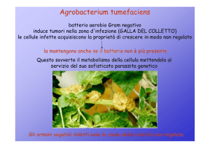 Agrobacterium tumefaciens