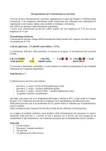 Gli esperimenti con il Saccharomyces cerevisiae Il lievito di birra