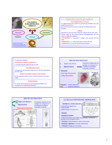 protozoi - Università degli Studi di Firenze