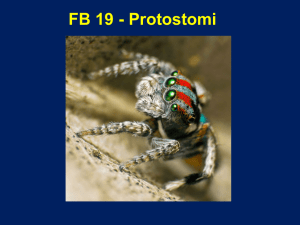 Chelicerati (cefalotorace e addome)