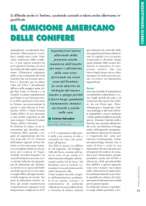 il cimicione americano delle conifere il cimicione