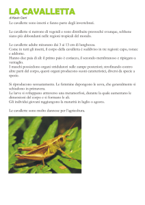 Cavalletta - DigiScuola