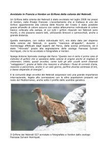 Avvistato in Francia un Grifone della colonia dei