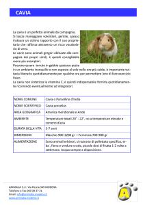 La cavia è un perfetto animale da compagnia. Si lascia maneggiare