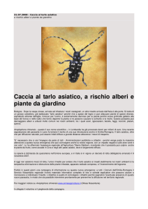 Caccia al tarlo asiatico, a rischio alberi e piante da giardino