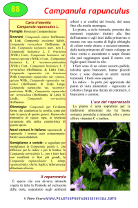 Campanula rapunculus - Piante spontanee in cucina.info