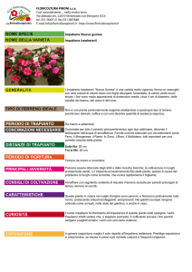 Impatiens Nuova guinea Impatiens hawkererii